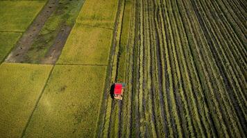 Aerial view of Combine harvester machine with rice paddy field. Harvester for harvesting rice at work in Thailand. Drone flies over rice straw workers after the harvest season in a large paddy field. photo