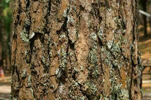 Close up of tree trunk on autumn forest background. Dark brown cracked bark background texture for design. Pine bark texture photo
