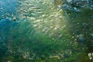 Green algae floating in the river covered stones. Natural background photo