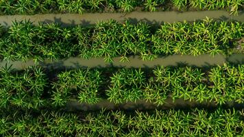 Aerial view of Cultivation trees and plantation in outdoor nursery. Banana plantation in rural Thailand. Cultivation business. Natural landscape background. photo