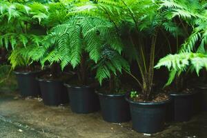 Green ferns for sale in greenhouses. Green ferns in pots on shelves in a plant market. photo