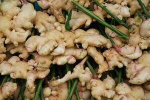 Harvest ginger root from organic farms. Fresh ginger in the garden with green leaves is dug out of the soil for sale in the market. photo