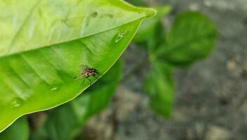 stomoxys calcitrans es comúnmente llamado el estable mosca o mordiendo casa volar. diferente a más miembros de el muscidae familia, stomoxys calcitrans chupar en el sangre de mamíferos. foto