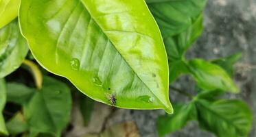 stomoxys calcitrans es comúnmente llamado el estable mosca o mordiendo casa volar. diferente a más miembros de el muscidae familia, stomoxys calcitrans chupar en el sangre de mamíferos. foto