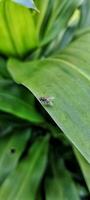 Portrait close up view of stomoxys calcitrans is commonly called the stable fly or biting house fly photo