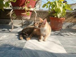 gatitos tomando el sol en luz de sol foto