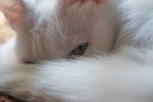 white cat lying and staring with one eye photo