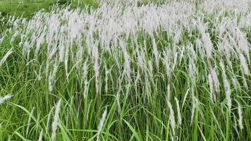 White reeds with green grass sway in the wind. Abstract natural background. Pattern with neutral colors. Minimal, stylish, trend concept. video