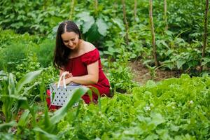 A woman with a smile in a red dress collects lettuce, arugula, dill, cilantro, parsley in the garden. Growing organic greens and herbs for cooking. Concept of healthy eating photo