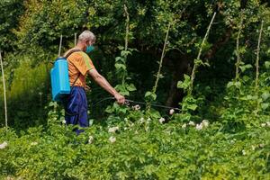 An elderly man in the village sprays his vegetable garden against pests. A worker sprays pesticide on green potato leaves outdoors. Pest control photo