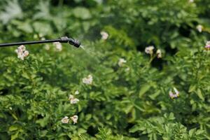 A worker sprays pesticide on green leaves of potatoes and various garden crops outdoors. Pest control photo