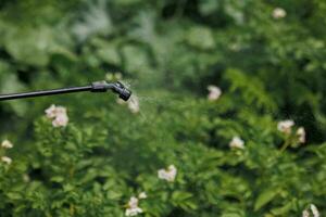 A worker sprays pesticide on green leaves of potatoes and various garden crops outdoors. Pest control photo