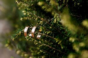 Gold classic wedding rings on green branch and blurred background in forest or park photo