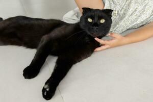 A black cat plays with a child on the veranda. A child and a cat are best friends photo