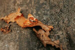 Photo of wedding rings against the background of yellowed oak leaves in autumn