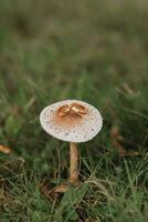 Wedding rings lie on a mushroom in the autumn forest. Wedding concept. An original approach to photo engagement rings