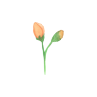 rústico acuarela flor ilustración png