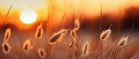 AI generated Tranquil sunset over field, tall grasses swaying. AI generative. photo