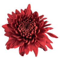 Red chrysanthemum petals transparent png