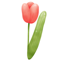 Spring flower, cute red tulip watercolor isolated, perfect for children and kid design illustration png