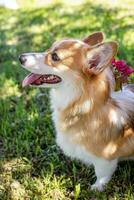 Welsh Corgi Pembroke in front of a blooming tree photo