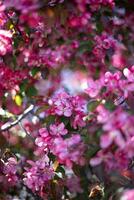 Beautiful pink flowers of apple tree in the spring garden. Spring background photo