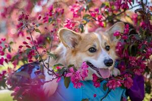 Welsh Corgi Pembroke in front of a blooming tree photo