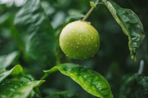 Citrus fruit growing on a tree in the garden. Selective focus. photo