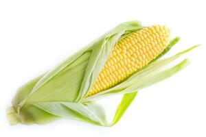 Fresh corn on the cob isolated on white background. Clipping Path photo