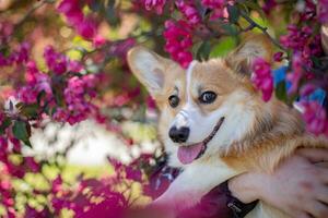 galés corgi pembroke en frente de un floreciente árbol foto