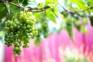 Green grapes clustered on the vine on tree , fruit concept photo