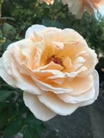 crema y blanco flor de Rosa 'jardín' en lleno floración foto