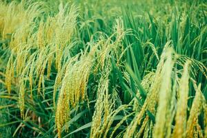 Rice field in the countryside of Thailand, vintage color tone. photo