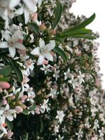 White and pink jasmine flowers on a tree in the garden photo