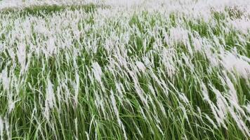 White reeds with green grass sway in the wind. Abstract natural background. Pattern with neutral colors. Minimal, stylish, trend concept. video