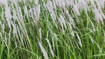 Slow motion 4K footage. White reeds with green grass sway in the wind. Abstract natural background. Pattern with neutral colors. Minimal, stylish, trend concept. video