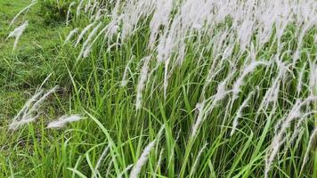 White reeds with green grass sway in the wind. Abstract natural background. Pattern with neutral colors. Minimal, stylish, trend concept. video