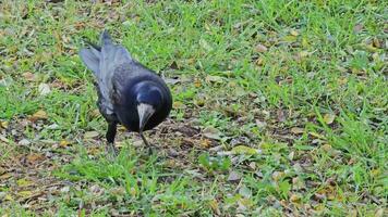 A crow or Corvus corax looks for food in the grass with its beak. video