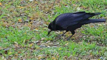 un cuervo o corvus corax mira para comida en el césped con sus pico. video