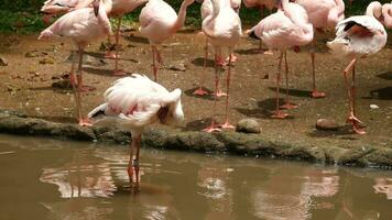 branco e Rosa flamingo limpeza penas dentro jardim e natureza fundo. video