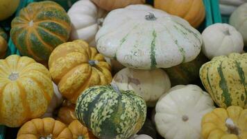 Different types of mini pumpkins color background video