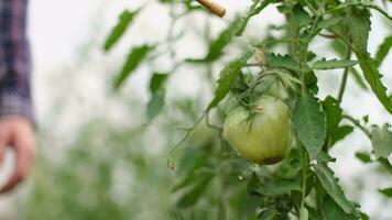 jordbrukare affärsman, växande tomater, vegetabiliska företag, växthus med tomater, framgångsrik bruka ägare. framgångsrik manlig jordbrukare arbetstagare besprutning tomat växter i en växthus. närbild video