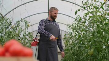 agricultor homem de negocios, crescendo tomates, vegetal negócios, estufa com tomates, bem sucedido Fazenda proprietário. a agricultor granulados tomate plantas dentro a estufa com fertilizantes. caixa do tomates video