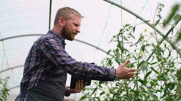 Farmer Geschäftsmann, wachsend Tomaten, Gemüse Geschäft, Gewächshaus mit Tomaten, erfolgreich Bauernhof Eigentümer. Geschäftsmann Farmer Kontrollen das Früchte von Tomaten mit ein Tablette video