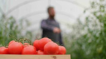 Farmer businessman, Growing tomatoes, Vegetable business, Greenhouse with tomatoes, Successful Farm Owner. A male farmer sprinkles tomato plants in the greenhouse with fertilizers. Box of Tomatoes video