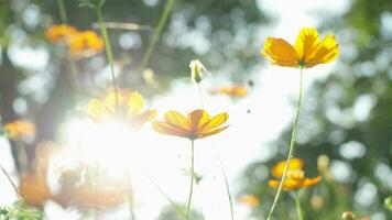 kosmos starburst bloem het is geloofde dat kosmos is de bloem van vrede, kalmte, bepaling, en zuiverheid van een jong vrouw.tuin achtergrond concept video