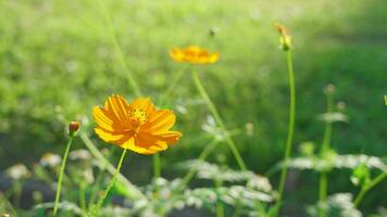 cosmos starburst fleur il est a cru cette cosmos est le fleur de paix, tranquillité, détermination, et pureté de une Jeune femme.jardin Contexte concept video