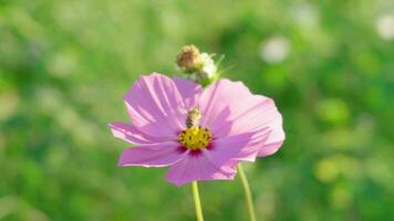 cosmos starburst fleur il est a cru cette cosmos est le fleur de paix, tranquillité, détermination, peu abeille sont en volant à collecte pollen de fleurs. video