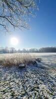 un' neve coperto congelato lago con ghiacciato canne nel il luce del sole nel settentrionale Germania. video