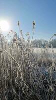 un nieve cubierto congelado lago con glacial cañas en el Brillo Solar en del Norte Alemania. video